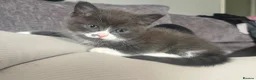 Ragdoll cats for sale: **Ready to go** 4 beautiful Ragdoll X kittens - Advert 5