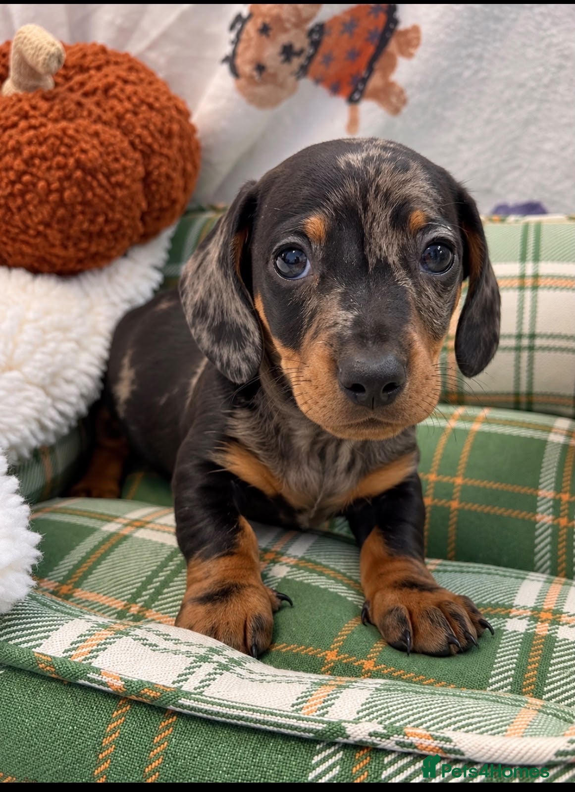 Miniature Dachshund dogs Beautiful Miniature Dachshund Puppies  - Advert 1