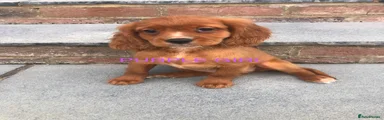 Purple girl 