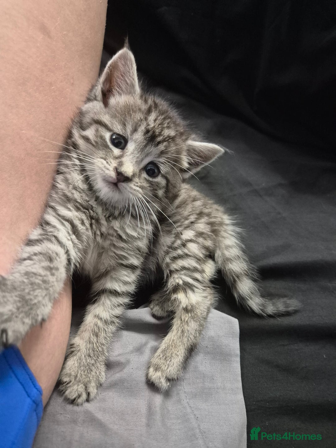 Maine Coon cats for sale: 2 fluffy kittens ready to go new home  - Image 2