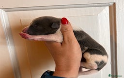 Whippet dogs for sale: Lovely petite Whippets - Image 8
