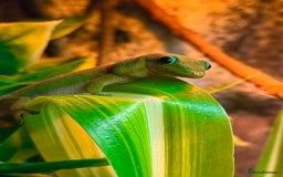 Gecko reptiles for sale: X2 Gold Dust Gecko & Full Set Up  - Advert 1