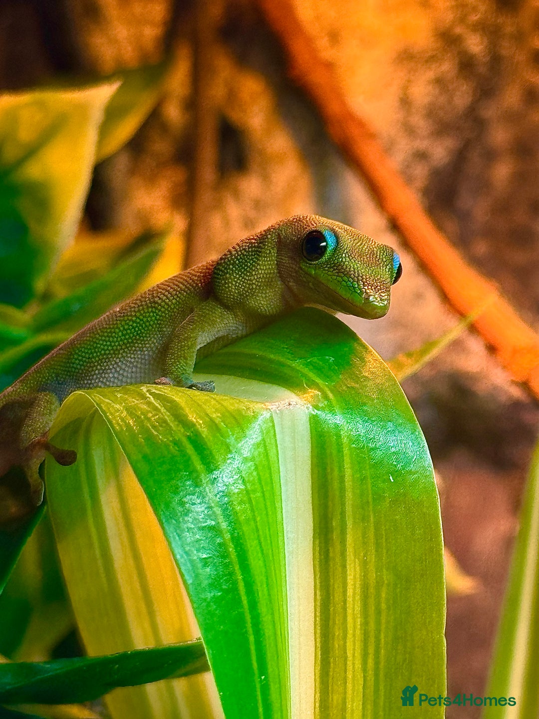 Gecko reptiles for sale: X2 Gold Dust Gecko & Full Set Up  - Advert 1
