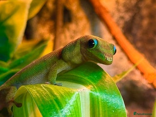 Gecko reptiles X2 Gold Dust Gecko & Full Set Up - Advert 2