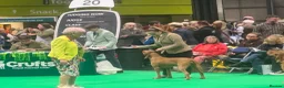 Hungarian Vizsla dogs for sale: Dual purpose Hungarian wirehaired Vizsla puppies - Advert 24