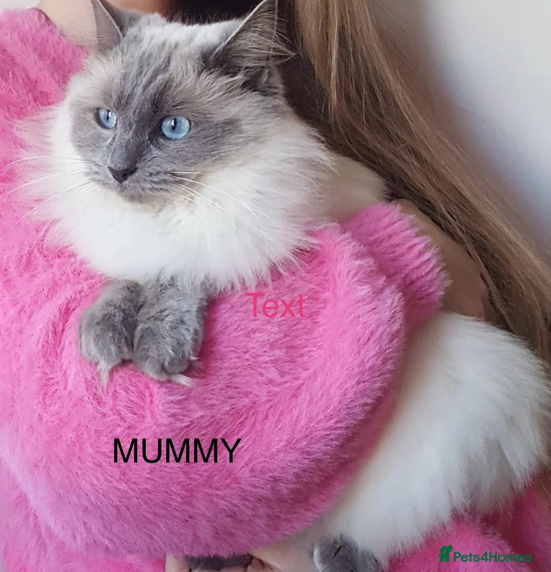 Ragdoll cats for sale: Beautifull XRagdoll Kittens in Daventry - Advert 2