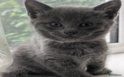 Mixed Breed cats for sale: Gorgeous kittens ready July 23rd - Image 27