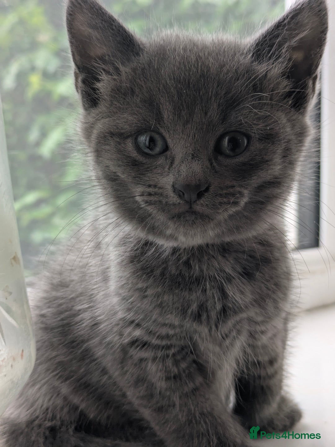 Mixed Breed cats for sale: Gorgeous kittens ready July 23rd - Image 27
