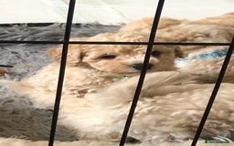 Poochon dogs for sale: Poochon pups for sale - Image 9