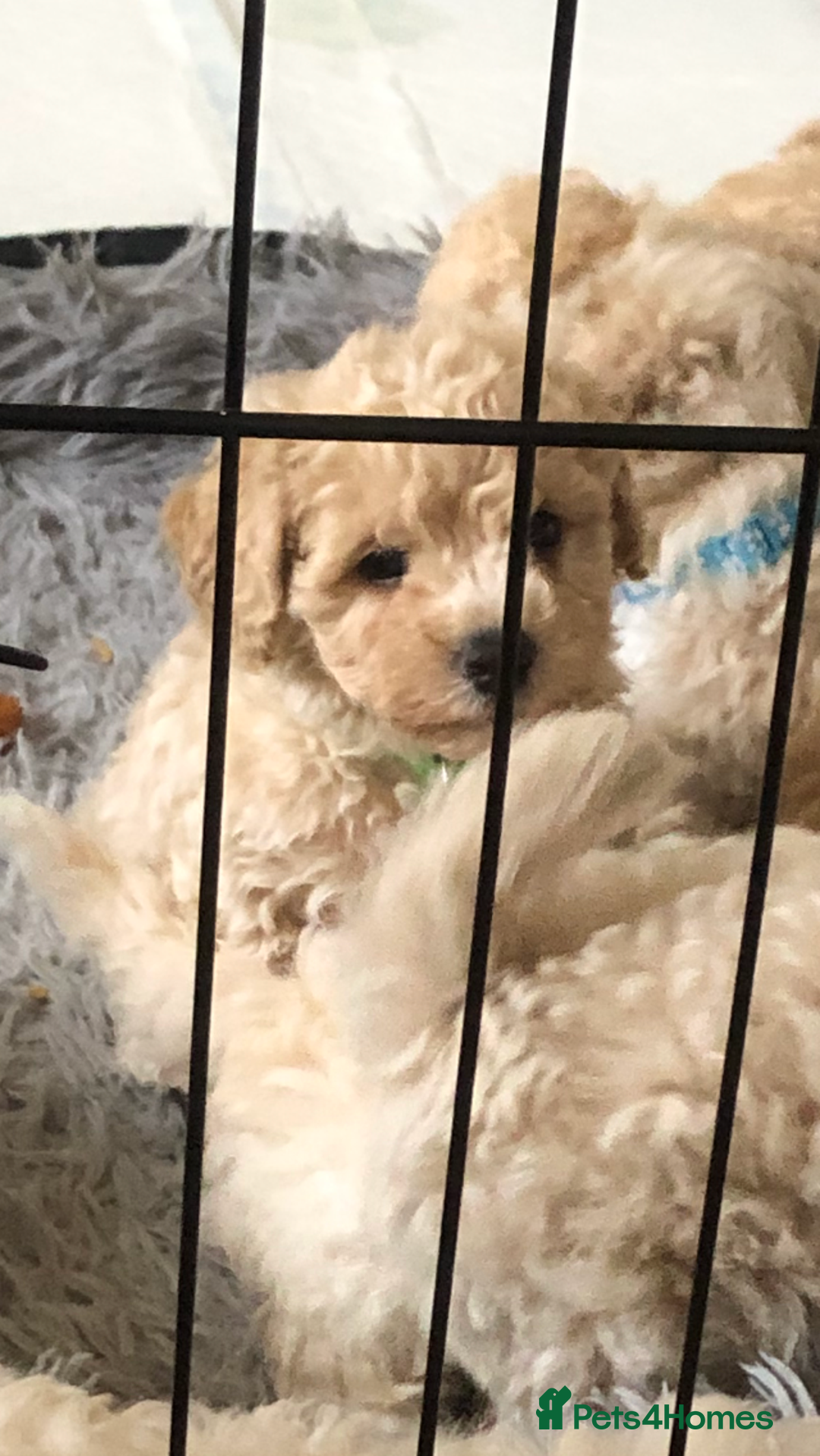 Poochon dogs for sale: Poochon pups for sale - Image 9