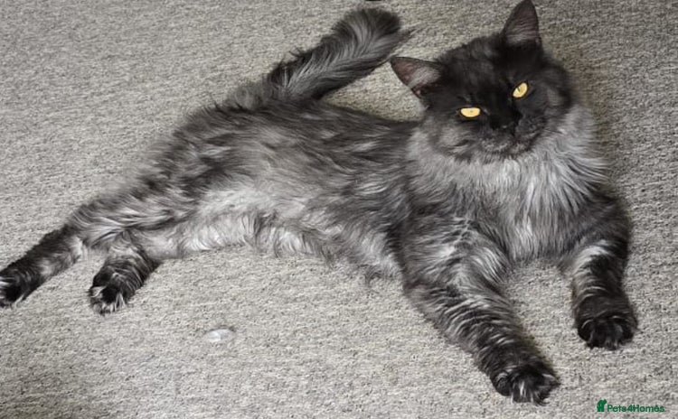 Maine Coon cats - Advert 4