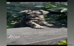 Miniature Schnauzer dogs for sale: Ready for our forever home’s miniature schnauzers  - Image 21
