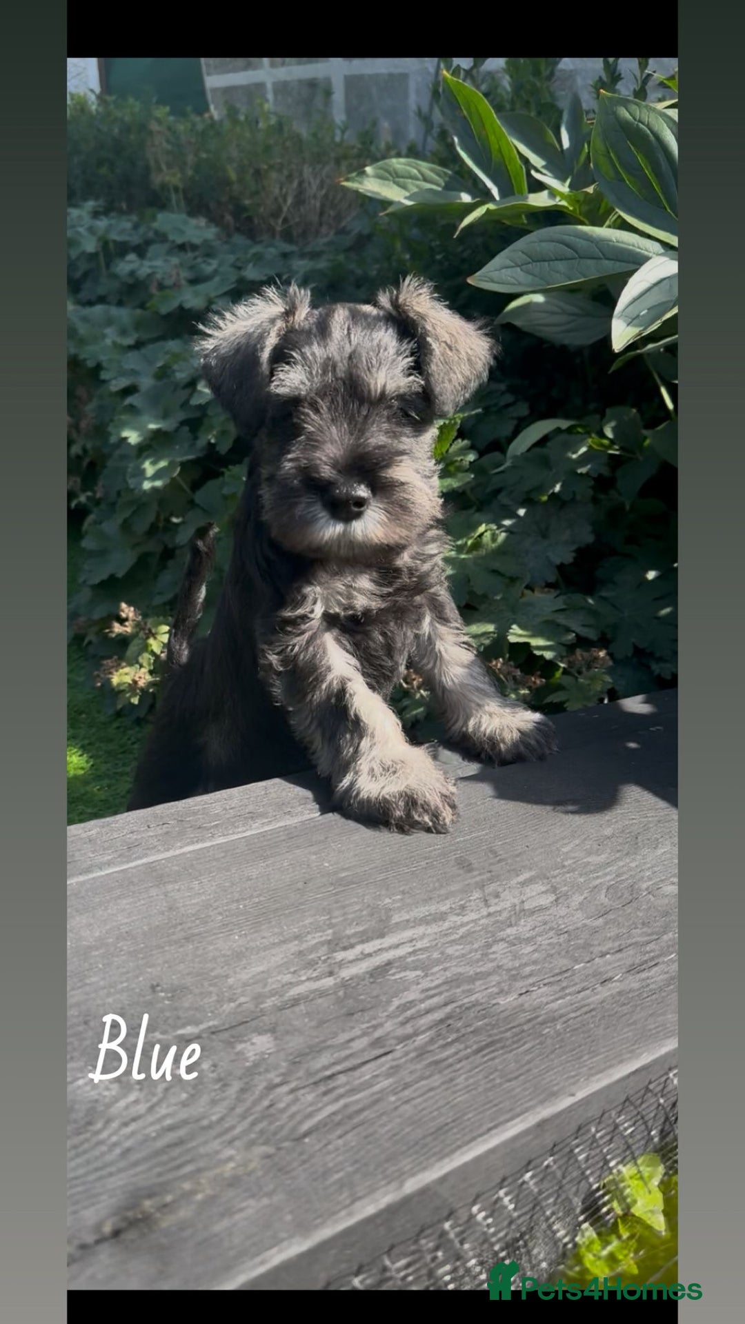 Miniature Schnauzer dogs for sale: Ready for our forever home’s miniature schnauzers  - Image 21