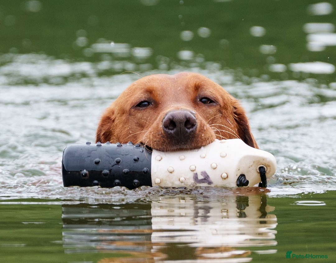 Labrador Retriever dogs for stud: Dark Fox Red Labrador Stud Dog - Image 6