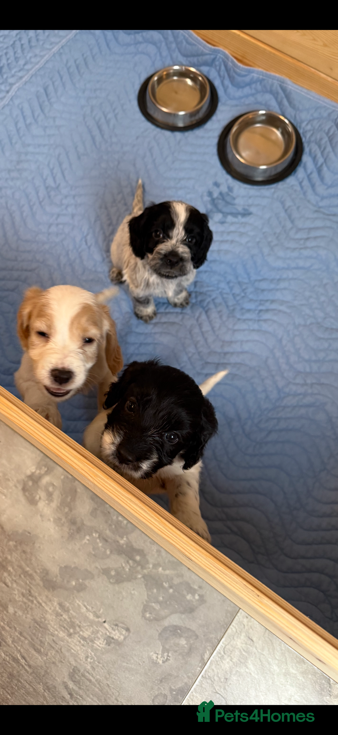 Cockapoo dogs for sale: Puppies - Advert 3