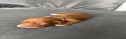 Cocker Spaniel dogs for sale: Red KC Registered Working Cocker Spaniel in Nottingham - Advert 8