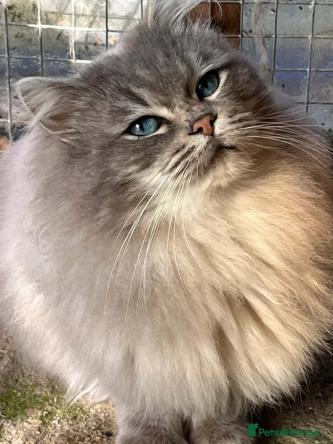 Ragdoll cats for stud: Gccf/Tica male ragdolls for stud  - Advert 1