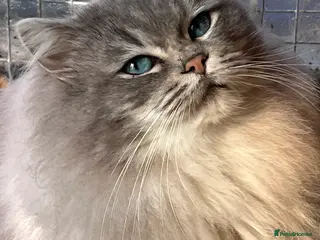 Ragdoll cats Gccf/Tica male ragdolls for stud - Advert 8