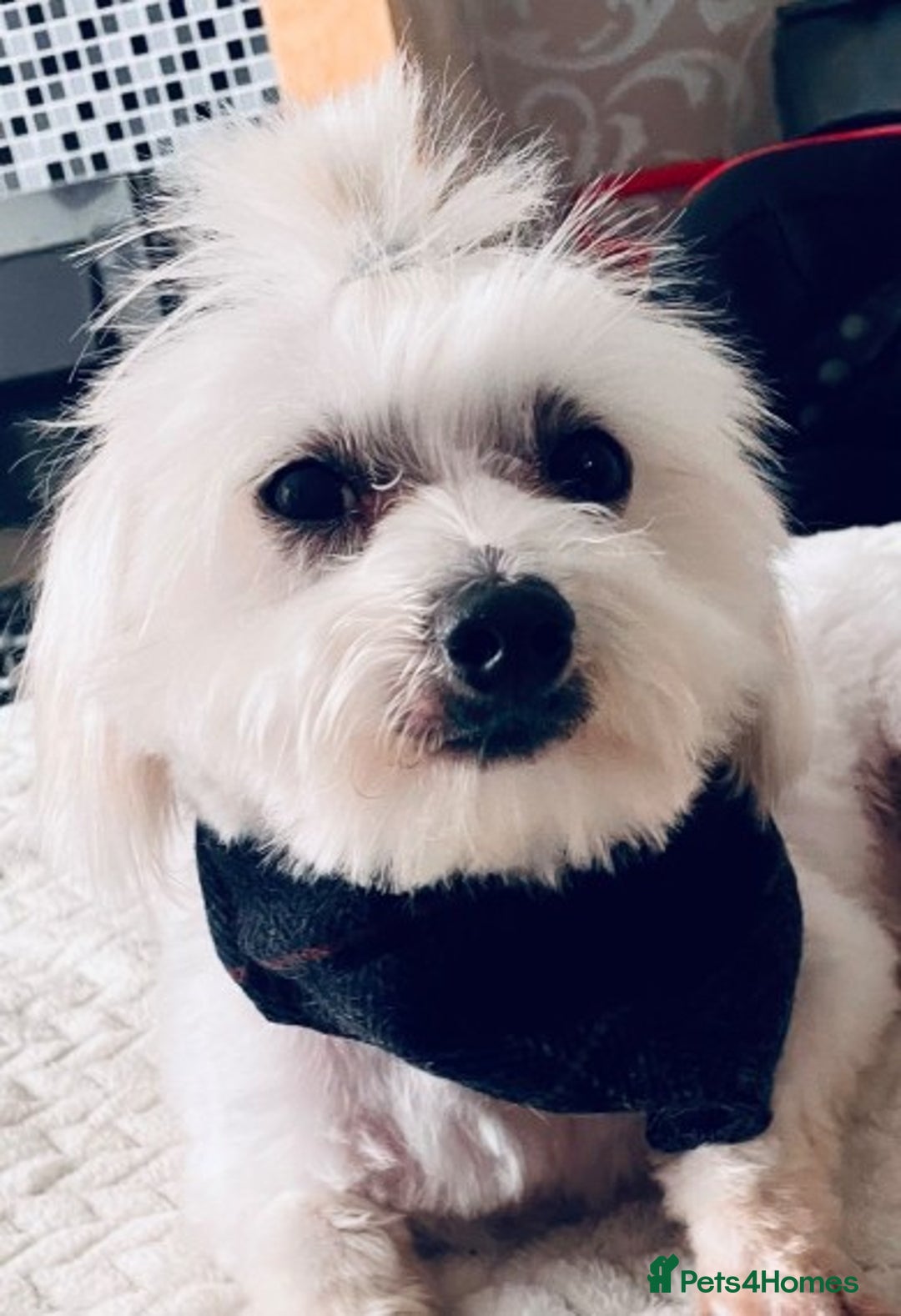 Maltese dogs for stud: Well proven, Kc registered Maltese for stud. in Northampton - Image 20