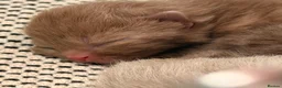British Shorthair cats for sale: 🐾 GCCF Registered British Shorthair Kittens 🐾 - Advert 10