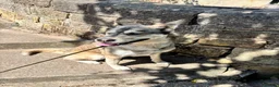 Mixed Breed dogs for sale: 3 year old malamute husky in Nottingham - Advert 6