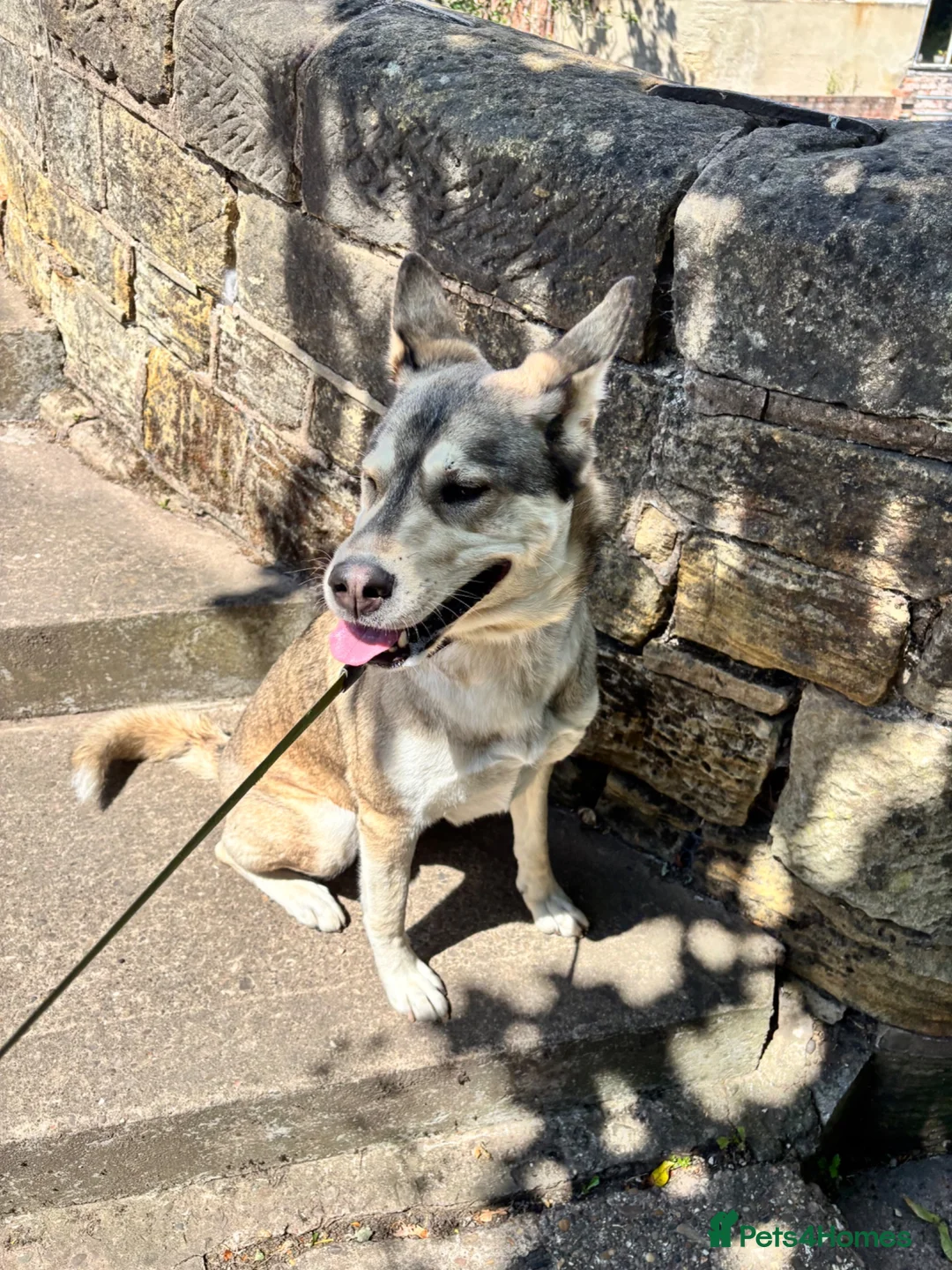 Mixed Breed dogs for sale: 3 year old malamute husky in Nottingham - Advert 6