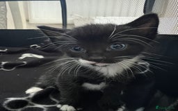 American Shorthair cats for sale: 1 little bean left from a litter of 5 - Image 8