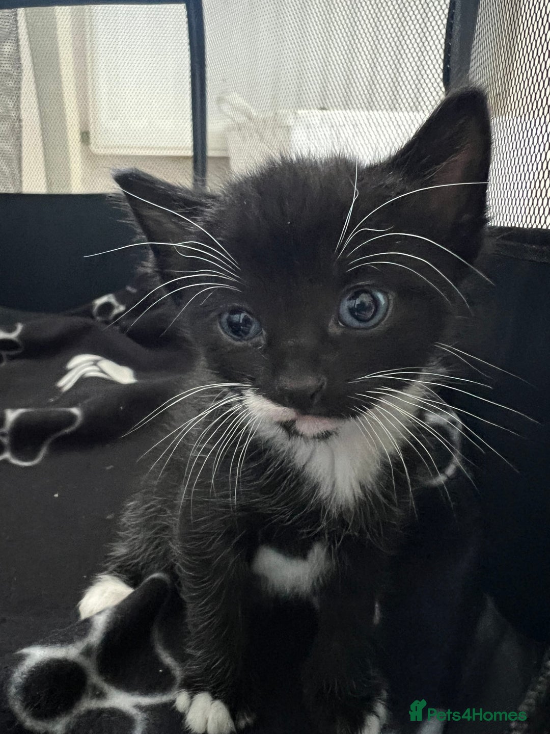 American Shorthair cats for sale: 1 little bean left from a litter of 5 - Image 8