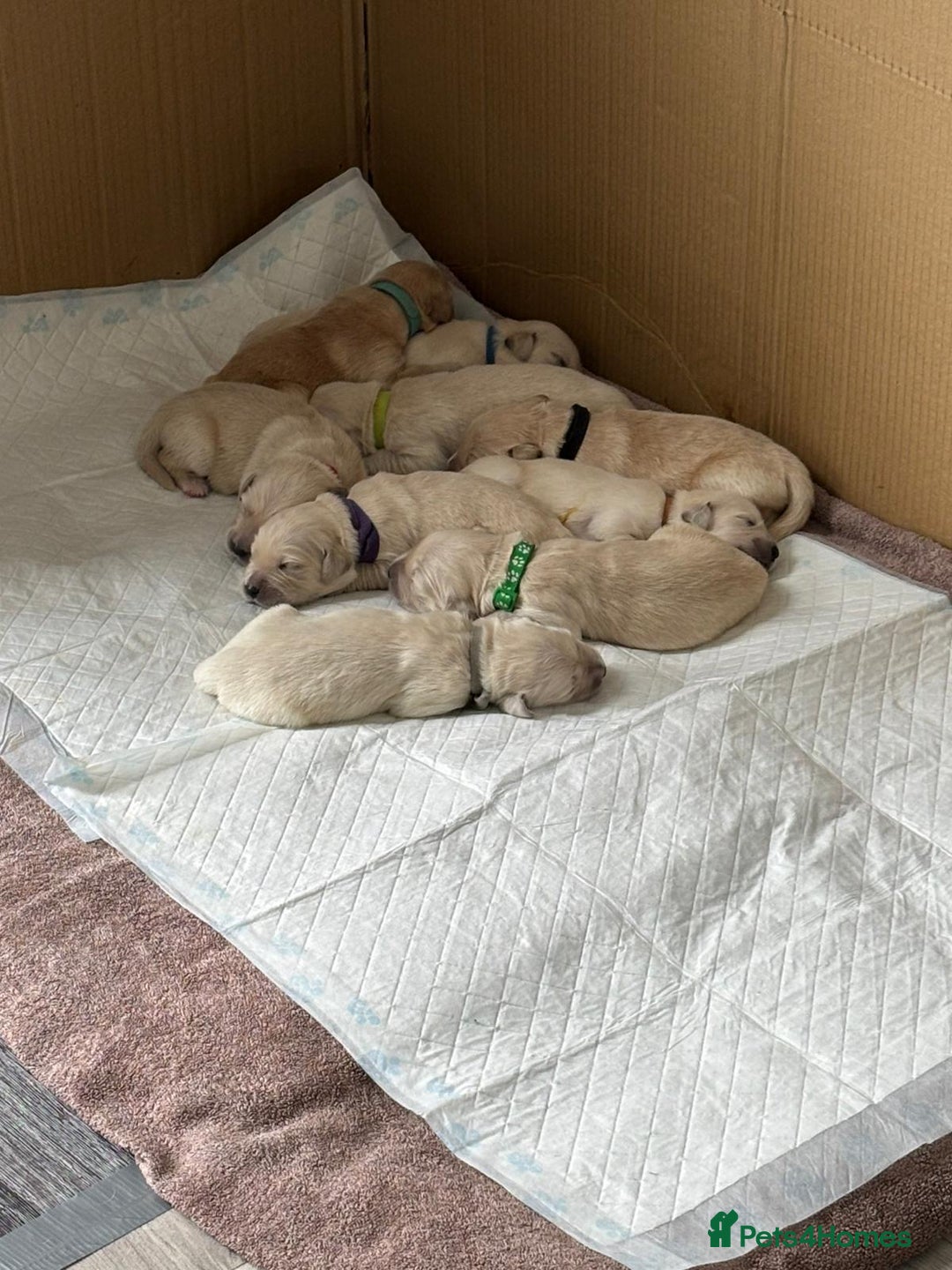 Golden Retriever dogs for sale: Quality KC golden retriever puppies  - Image 22