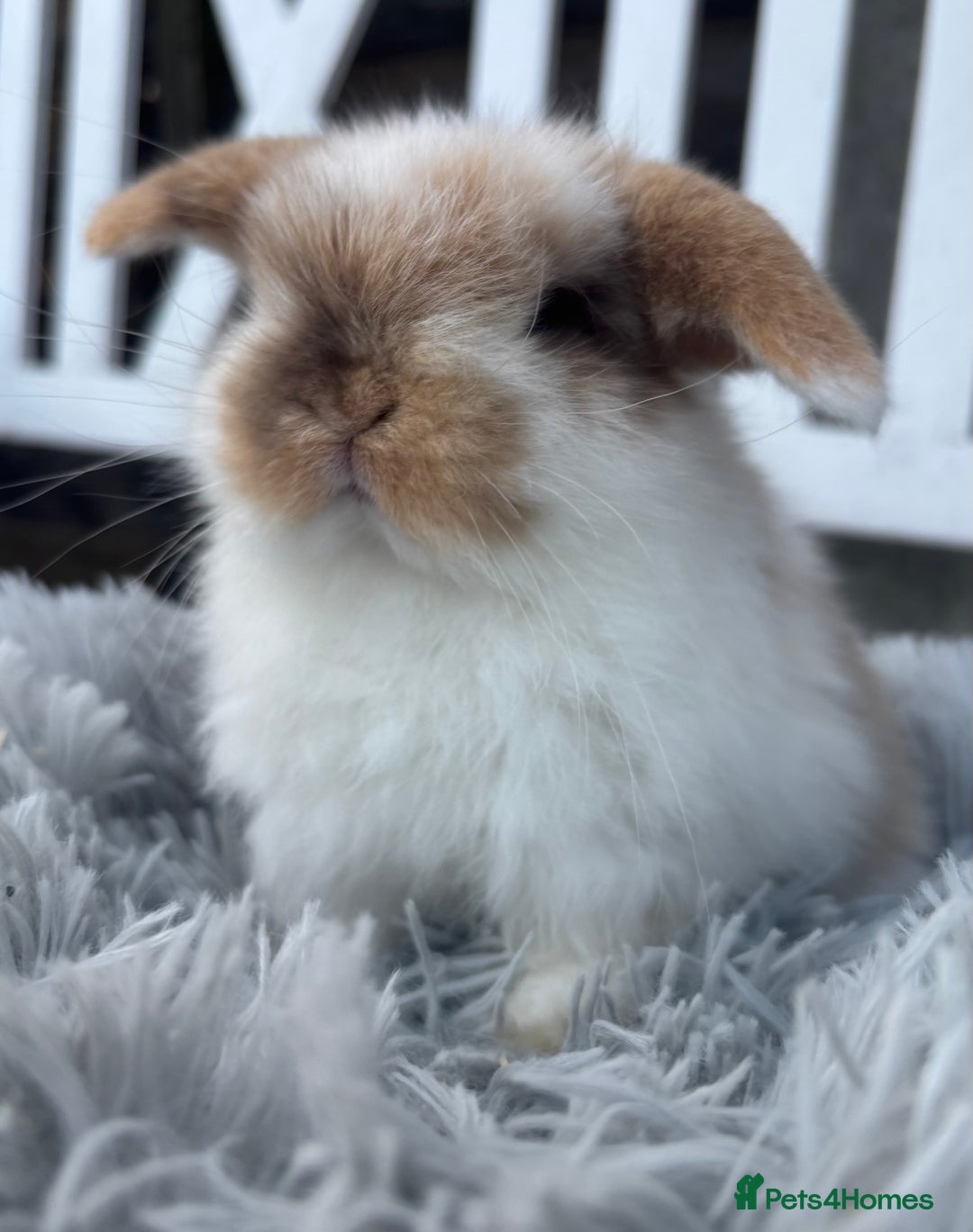 Mini Lop rabbits for sale: 2 Adorable Mini Lop Babies  - Advert 5