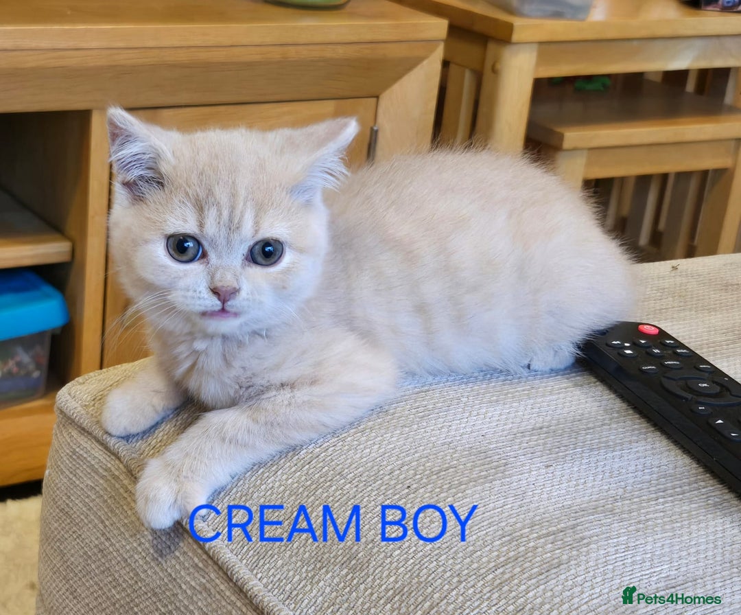 British Shorthair cats for sale: Gorgeous British short haired kittens READY NOW - Image 11