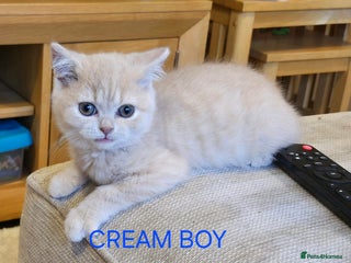 British Shorthair cats - Advert 25