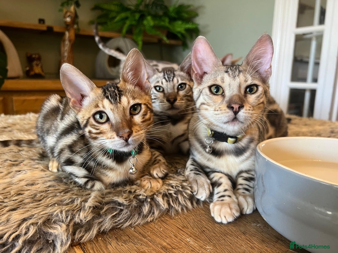 Bengal cats for sale: Beautiful Bengal Kittens Ready for Forever Homes - Image 21
