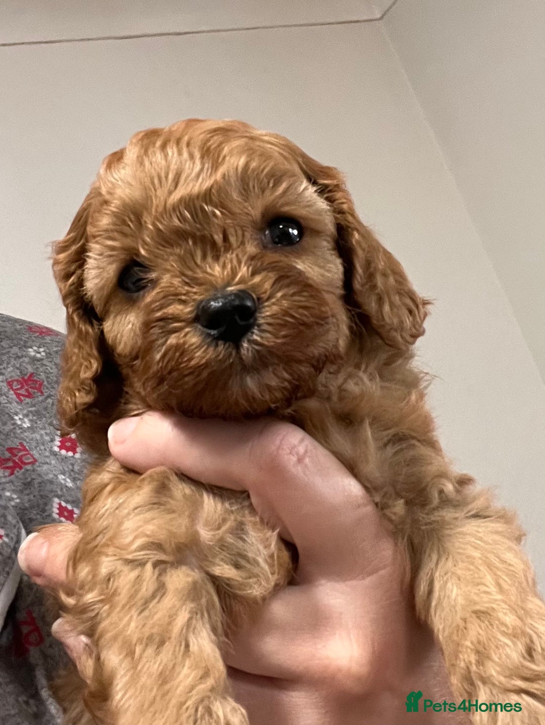 Cavapoo dogs for sale: Cavapoo crossed cavapoo f2 toy puppies - Image 6
