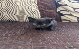 Bengal cats for sale: Female Bengal Kittens in Richmond - Image 8