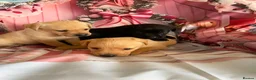 Labrador Retriever dogs for sale: Labrador puppies deposit secures in Castleford - Advert 10