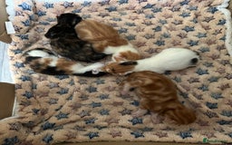 Norwegian Forest Cat cats for sale: Kittens for sale  - Image 7