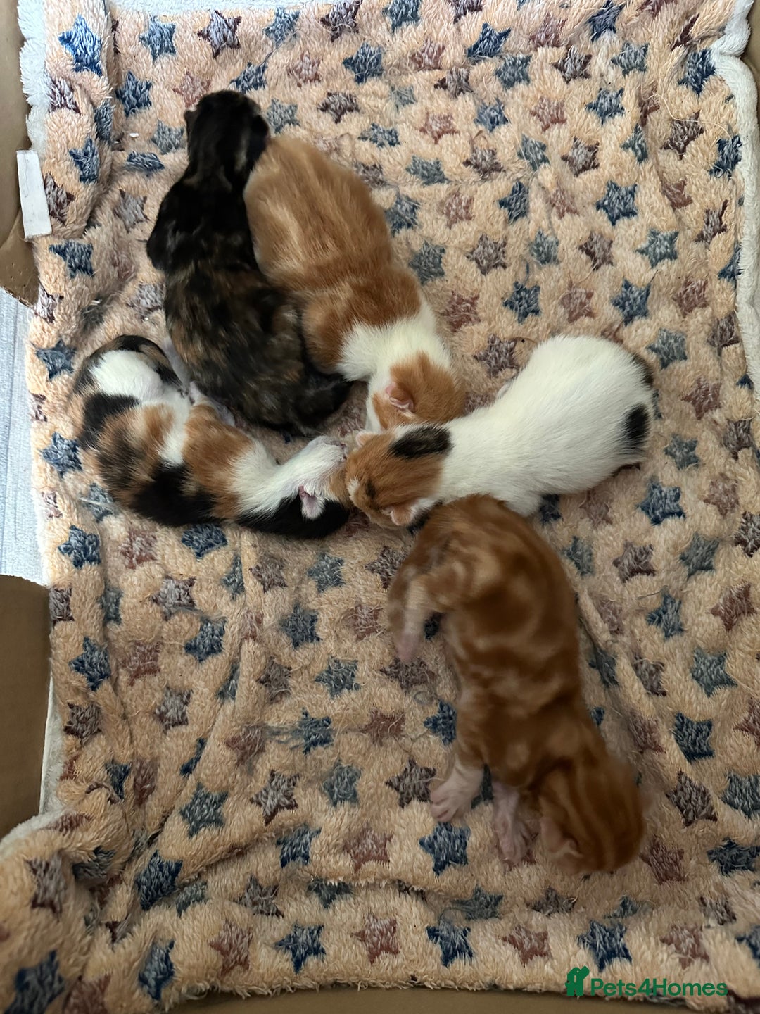 Norwegian Forest Cat cats for sale: Kittens for sale  - Image 7