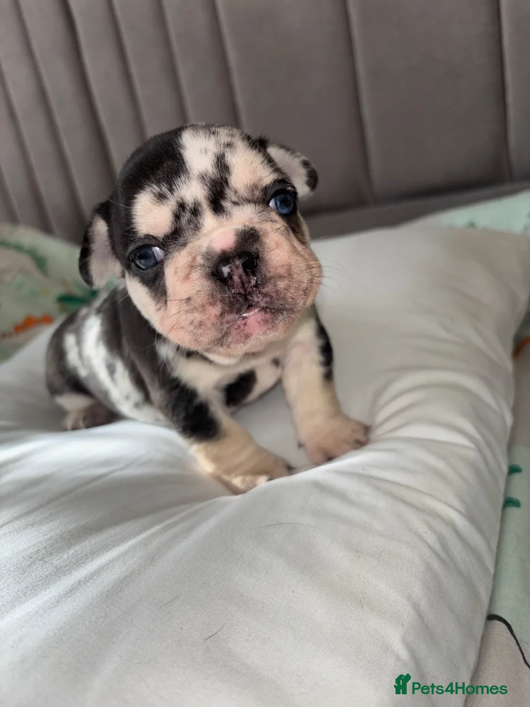 French Bulldog dogs for sale: Gorgeous French bulldogs  - Advert 1