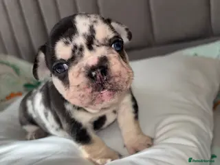 French Bulldog dogs Gorgeous French bulldogs - Advert 1