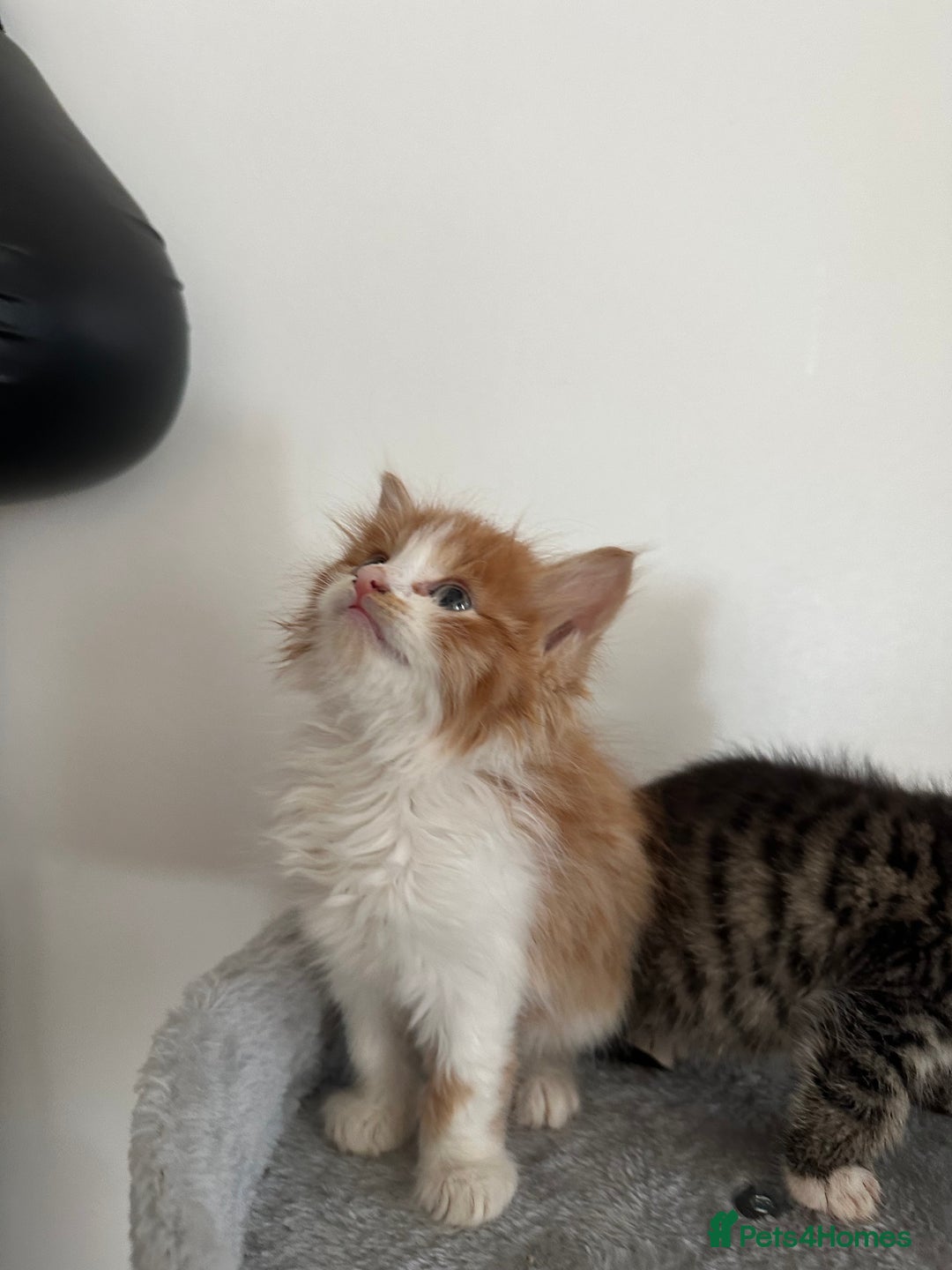 Mixed Breed cats for sale: Adorable Fluffy Kittens Ready Now - Image 2