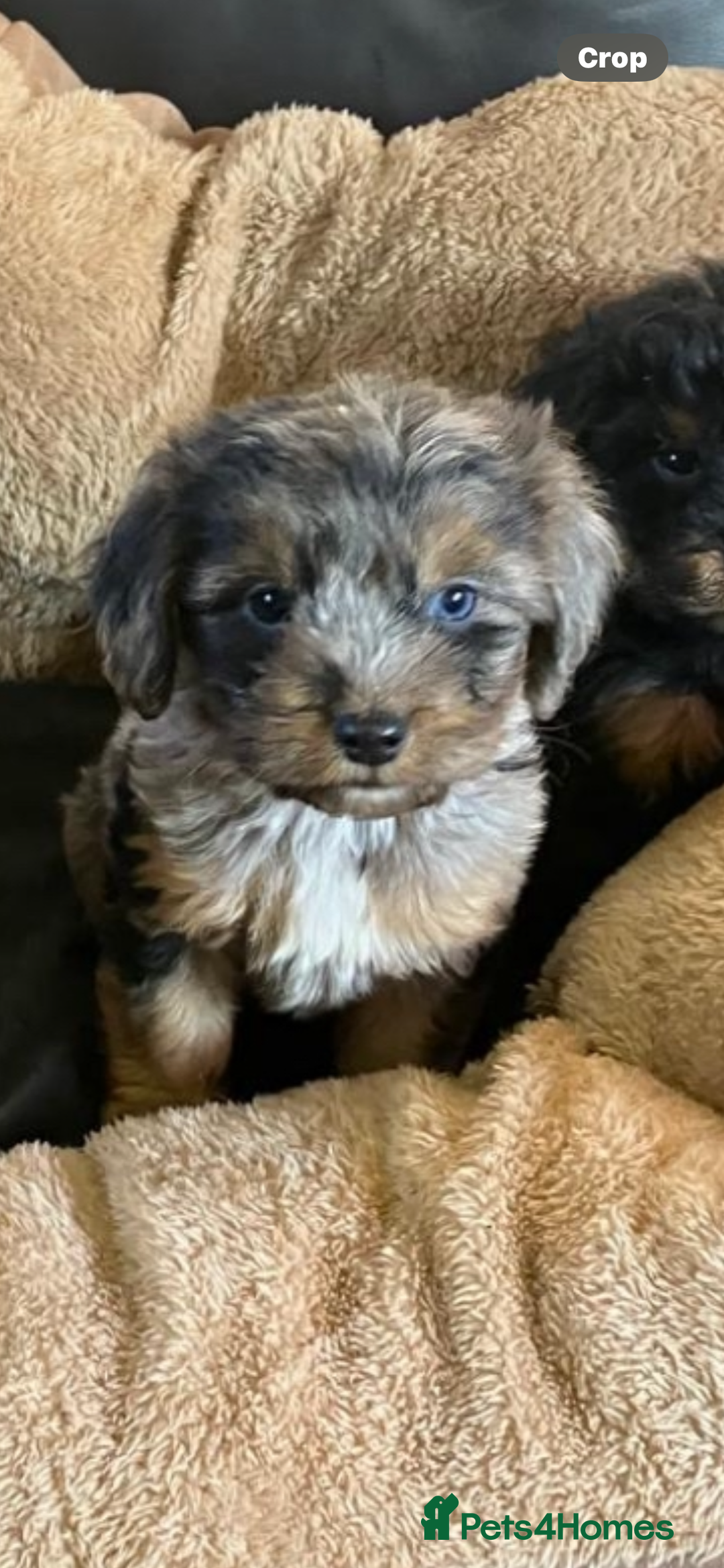 Cockapoo dogs for sale: Cockapoos  - Advert 8