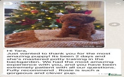 Cockapoo dogs for sale: Extensively Health Tested F1b cockerpoo Puppies  - Image 18