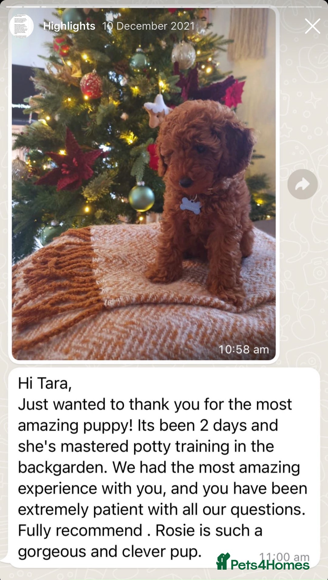 Cockapoo dogs for sale: Extensively Health Tested F1b cockerpoo Puppies  - Image 18