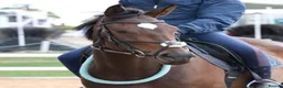 English Thoroughbred horses for sale: Sienna - 15.2hh, 10yo TB MARE in Corby - Advert 13