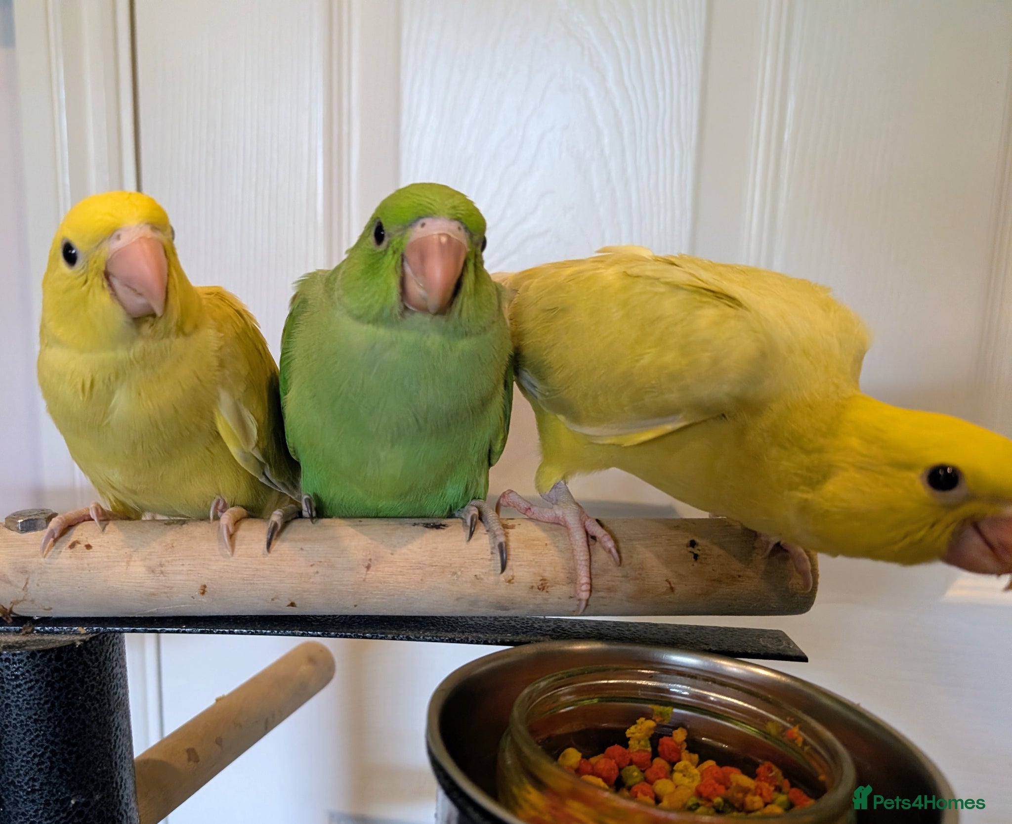 Ringnecks birds Handreared baby ringnecks  - Advert 1