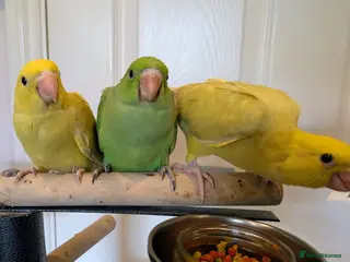 Ringnecks birds Handreared baby ringnecks - Advert 1