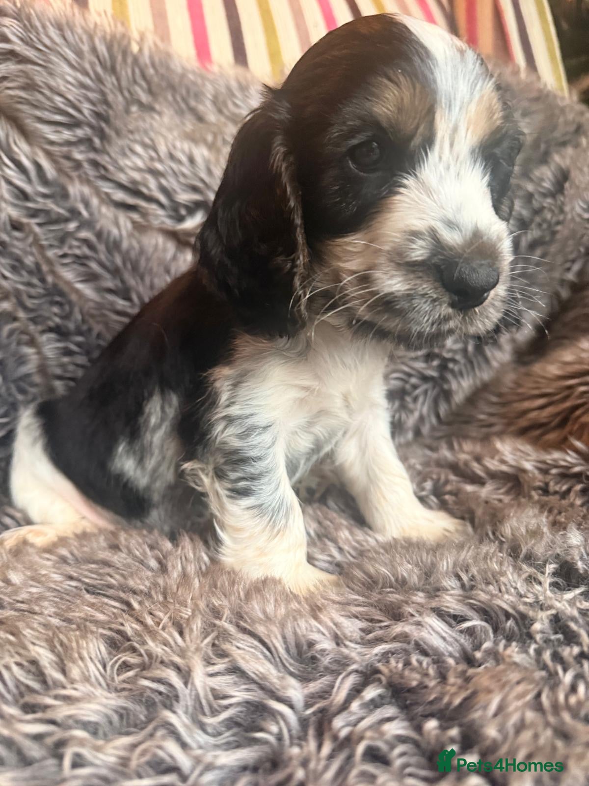 Cocker Spaniel dogs Show cocker spaniels  - Advert 1