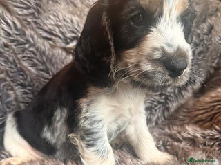 Cocker Spaniel dogs Show cocker spaniels - Advert 18