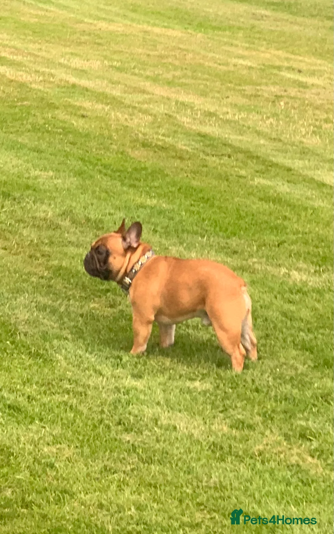 French Bulldog dogs for stud: Mani standard red silver fbce RFG 1  in Edinburgh - Advert 9